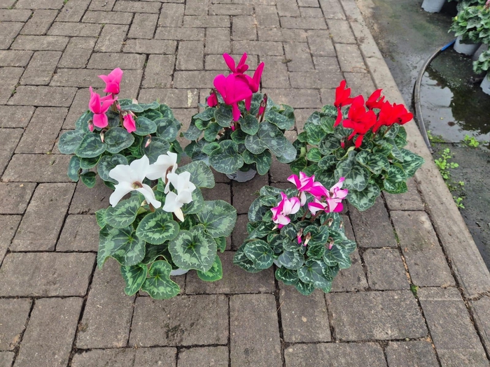 <h4>ACTIE Cyclamen super serie 13cm diverse kleuren</h4>