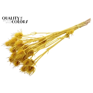 Cardi Distel Bleached 10pc/bunch 55cm Yellow