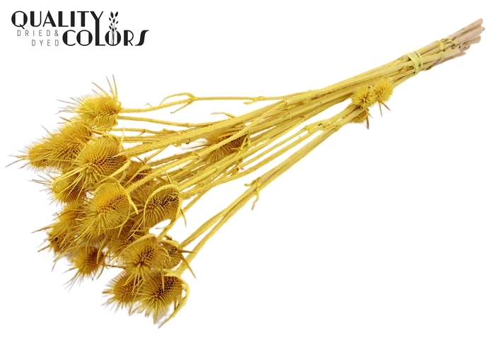 <h4>Cardi Distel Bleached 10pc/bunch 55cm Yellow</h4>