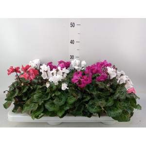 Cyclamen MD 'Merengue'