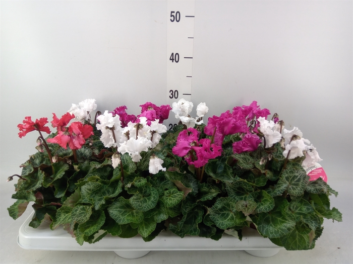 <h4>Cyclamen MD 'Merengue'</h4>
