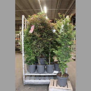 Acer Palmatum