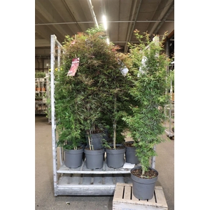 arr8 Acer Palmatum
