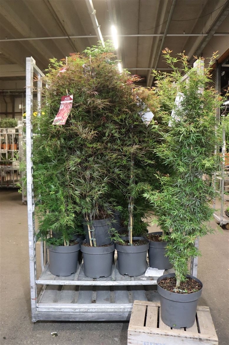 <h4>arr8 Acer Palmatum</h4>