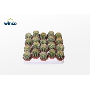 PARODIA WARASII
