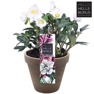 Helleborus niger 'Christmas Carol' P19 (Basalt series)