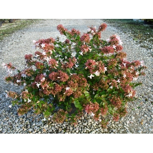 Abelia overig