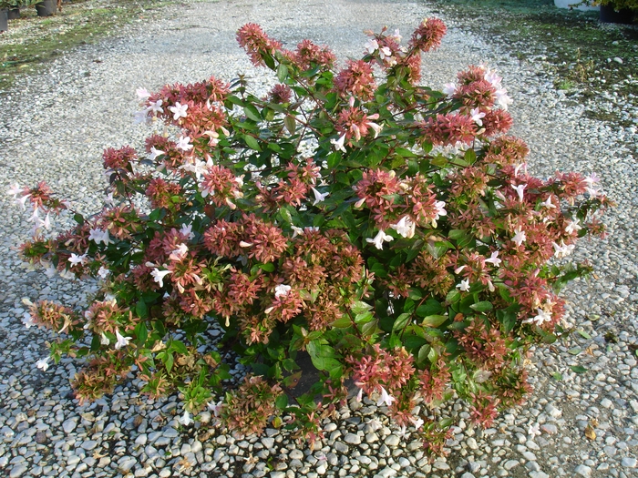 <h4>Abelia overig</h4>