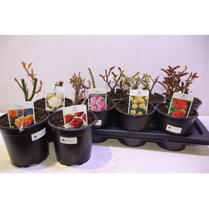 Rosa Ov 6 Kleur Mixtray