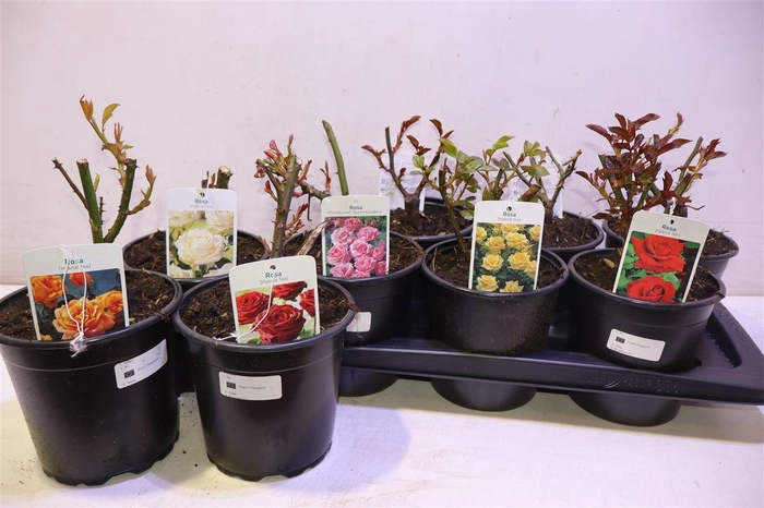 <h4>Rosa Ov 6 Kleur Mixtray</h4>