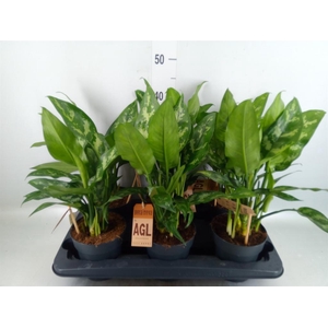 Aglaonema 'Maria'