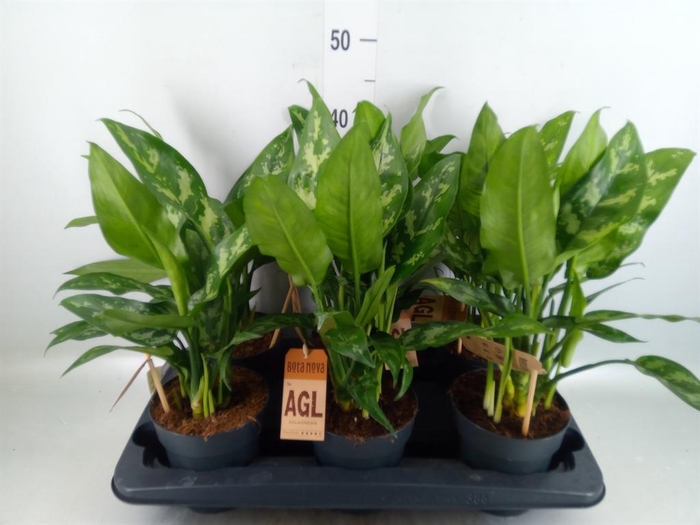 <h4>Aglaonema  'Maria'</h4>
