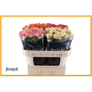 Rosa spray mix in bucket