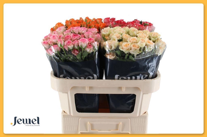 <h4>Rosa spray mix in bucket</h4>