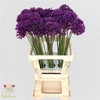 Allium Purper Sensation