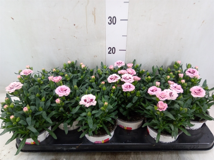 <h4>Dianthus  'Oscar Pink And Purple'</h4>