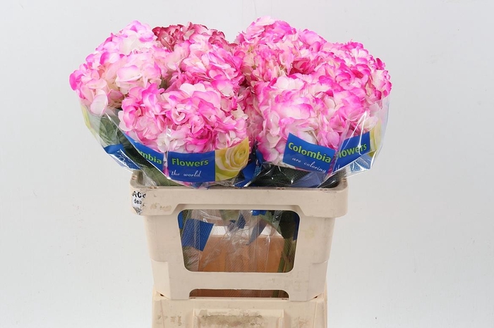 <h4>Hydr Tivoli</h4>