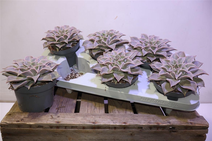 arr8 Echevia Maradiba