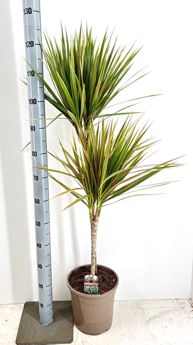 <h4>DRA MARG BICOLOR</h4>