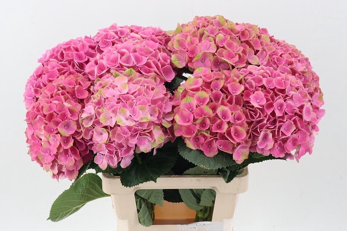 <h4>Hydr M Mag Opal</h4>