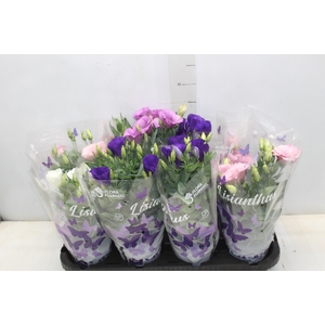 LISIANTHUS P13