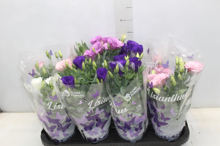<h4>LISIANTHUS P13</h4>