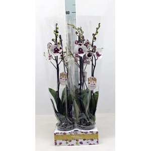Phalaenopsis   ...