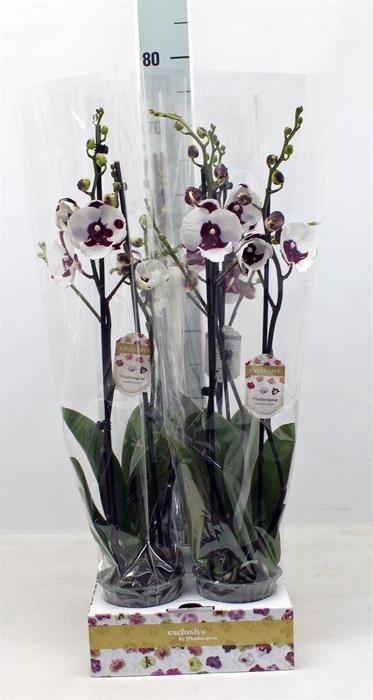 <h4>Phalaenopsis   ...</h4>