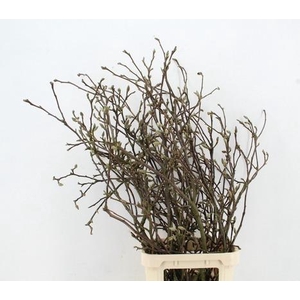 MAGNOLIA GRANDIFLORA X10