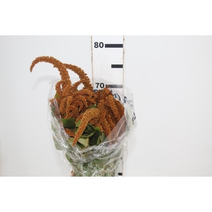 AMARANTHUS DOURADO 070 CM