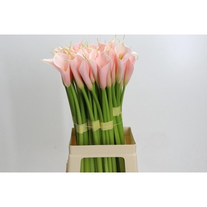 Zantedeschia Eydolls Salmon