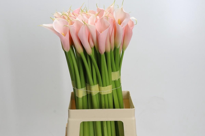 <h4>Zantedeschia Eydolls Salmon</h4>