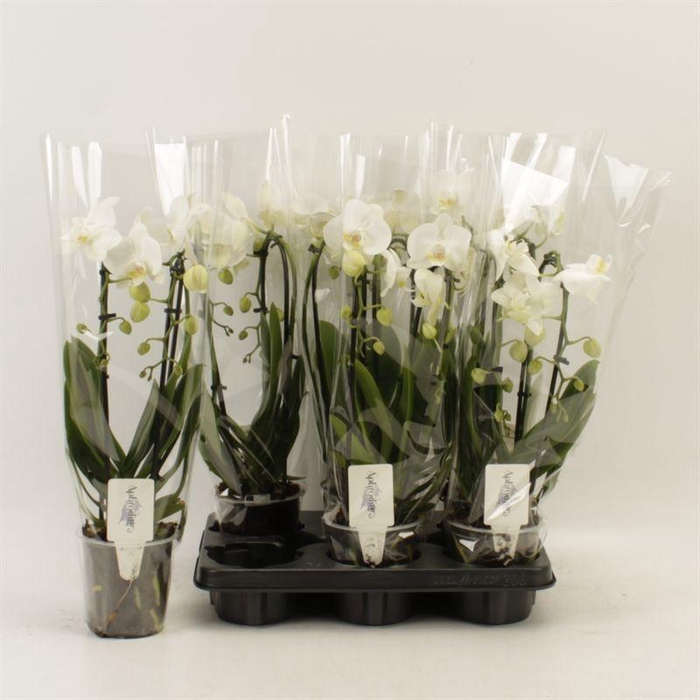 <h4>PHAL EL CASCADE</h4>