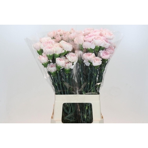 Dianthus St Damascus