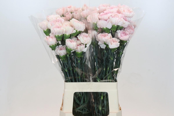 <h4>Dianthus St Damascus</h4>