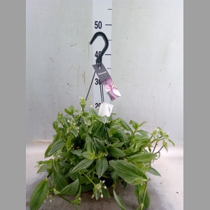 Tradescantia albif. 'Albovittata'