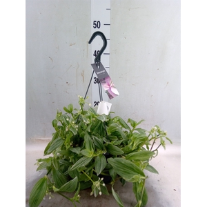 Tradescantia albif. 'Albovittata'