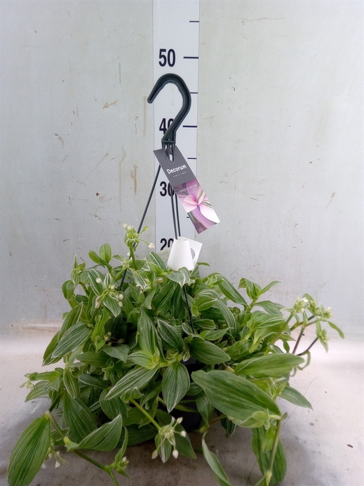 <h4>Tradescantia albif. 'Albovittata'</h4>