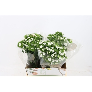 Di Barb Breanthus Hera Wite