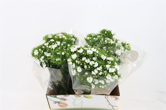 <h4>Di Barb Breanthus Hera Wite</h4>