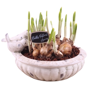 Bulbs Arr. Narcis Ceramic Bird Bath Ø28cm