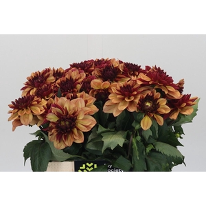 Dahlia Creme de Cognac