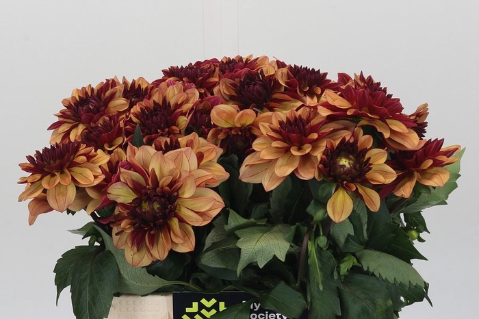<h4>Dahlia Creme de Cognac</h4>