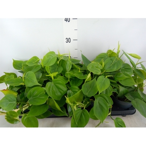Philodendron scand.