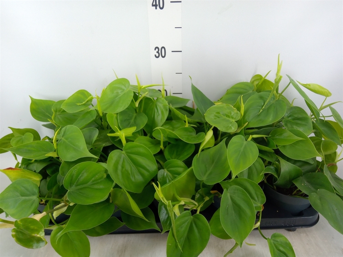 <h4>Philodendron scand.</h4>