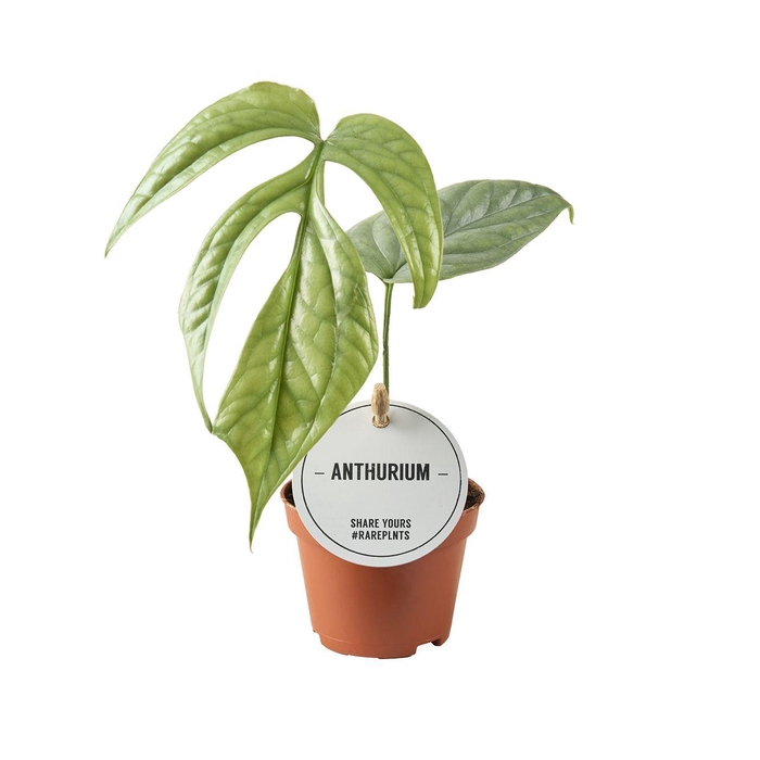 <h4>Monstera Amydrium Medium Silver</h4>
