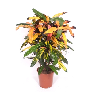 Codiaeum Mango (Croton)