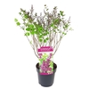 Syringa