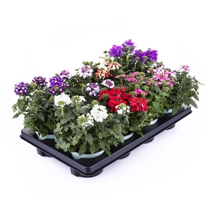 VERBENA-HYBRID p12