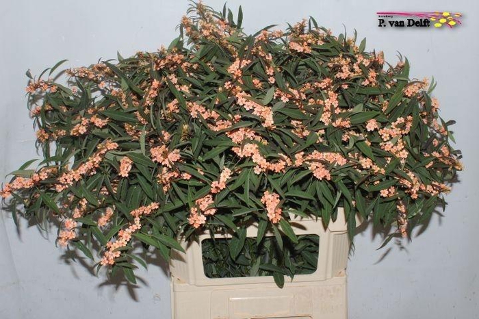 <h4>EUPH F T FIRE KING</h4>